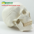 SKULL02 (12328) Modelo de Cráneo de Humanos Clásicos Asiáticos de tamaño natural para Ciencias Médicas